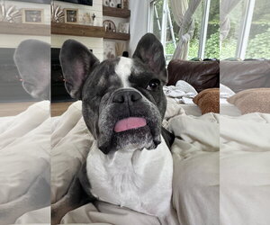 Cardi - Female French Bulldog Dog for Adoption - Photo #2