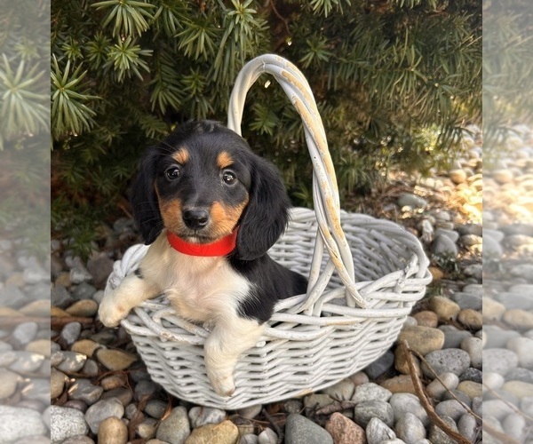 Medium Photo #6 Dachshund Puppy For Sale in MIDDLEBURY, IN, USA