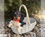 Small #5 Dachshund