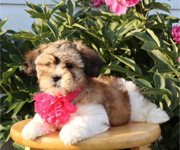 Medium Photo #6 Zuchon Puppy For Sale in THORP, WI, USA