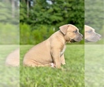 Puppy Puppy 4 American Bully