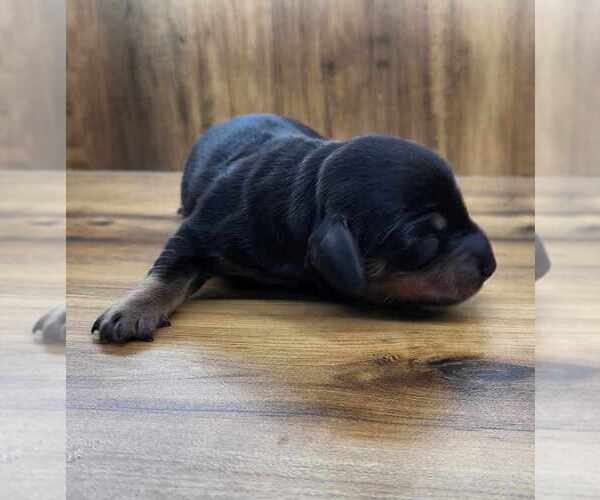 Medium Photo #1 Dachshund Puppy For Sale in AIKEN, SC, USA