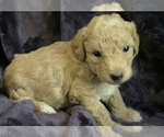 Small #14 Goldendoodle mix (+ Poodle Miniature)