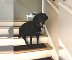 Small #1 Labrador Retriever Mix