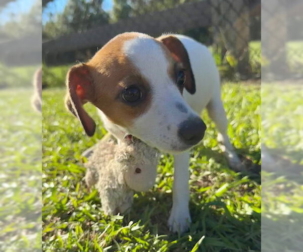Medium Photo #3 Mutt Puppy For Sale in Tarrytown, GA, USA