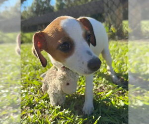 Kathy - Female Mutt Dog for Adoption - Photo #3