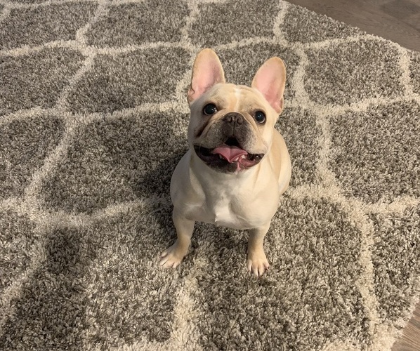 View Ad French Bulldog Puppy for Sale near New York, STATEN ISLAND, USA. ADN421262