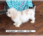 Small Photo #1 Cavapoo Puppy For Sale in CLARKRANGE, TN, USA