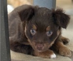 Small #3 Miniature Australian Shepherd