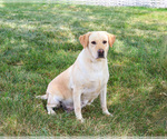 Small #2 Labrador Retriever