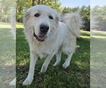 Small #12 Great Pyrenees