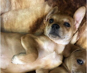 Bella (AL) - Female Beagle-Unknown Mix Dog for Adoption - Photo #9