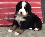 Puppy Jasper Bernese Mountain Dog