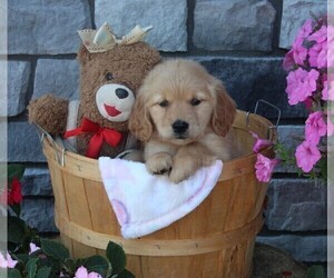 Golden Retriever Puppy for sale in FREDERICKSBURG, OH, USA