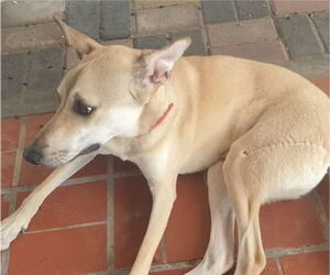 Greyhound-Unknown Mix Dogs for adoption in Oakland Park, FL, USA