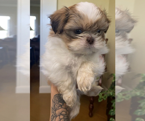 Shih Tzu Puppy for sale in VALLEY MILLS, TX, USA