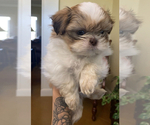 Small Shih Tzu