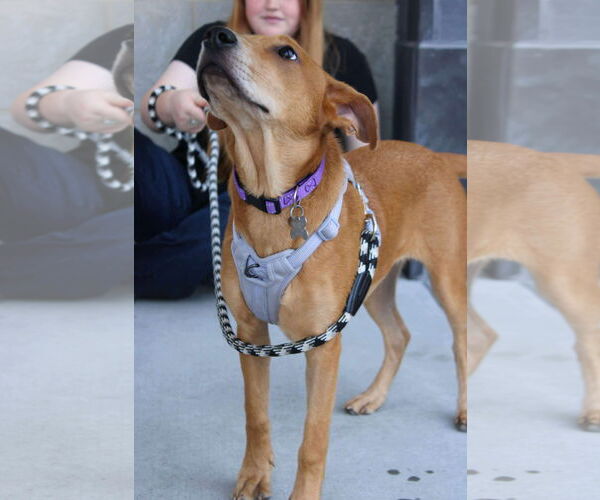 Medium Photo #3 Labrador Retriever-Unknown Mix Puppy For Sale in Holly Springs, NC, USA