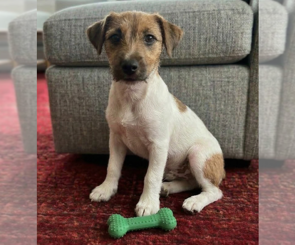Medium Photo #2 Jack Russell Terrier Puppy For Sale in Grovertown, IN, USA
