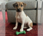 Small #1 Jack Russell Terrier