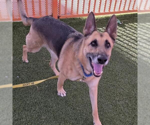 Medium Photo #1 German Shepherd Dog-Unknown Mix Puppy For Sale in Las Vegas, NV, USA