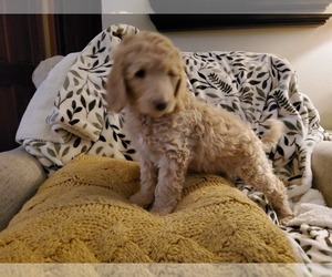 Medium Goldendoodle