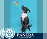 Small #4 Labrador Retriever Mix