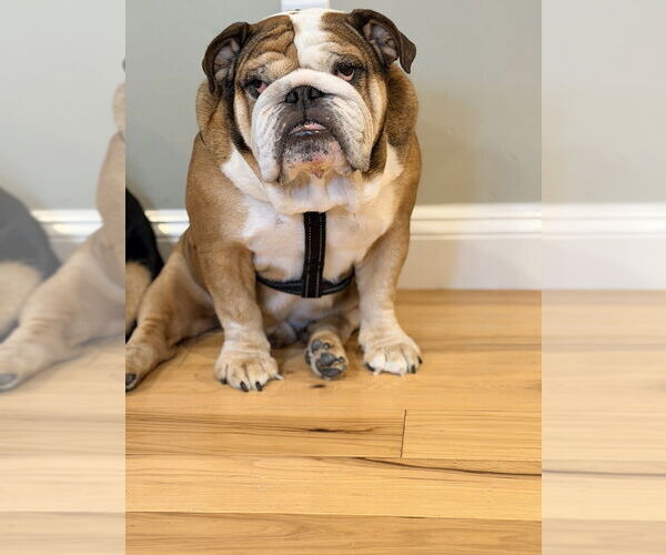 Medium Photo #8 Bulldog Puppy For Sale in Oak Bluffs, MA, USA