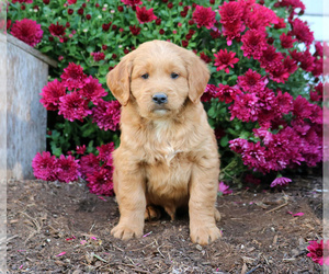 Goldendoodle (Miniature) Puppy for sale in LEBANON, PA, USA