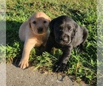 Small Photo #2 Labrador Retriever Puppy For Sale in GOBLES, MI, USA