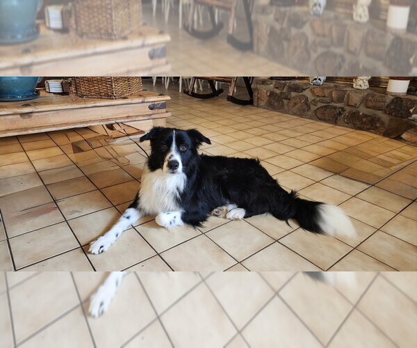 Medium Photo #1 Border Collie-Unknown Mix Puppy For Sale in Boston, MA, USA
