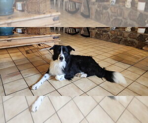 Border Collie-Unknown Mix Dogs for adoption in Boston, MA, USA