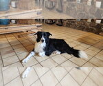 Small Border Collie Mix