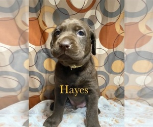 Labrador Retriever Puppy for sale in SUGAR GROVE, WV, USA
