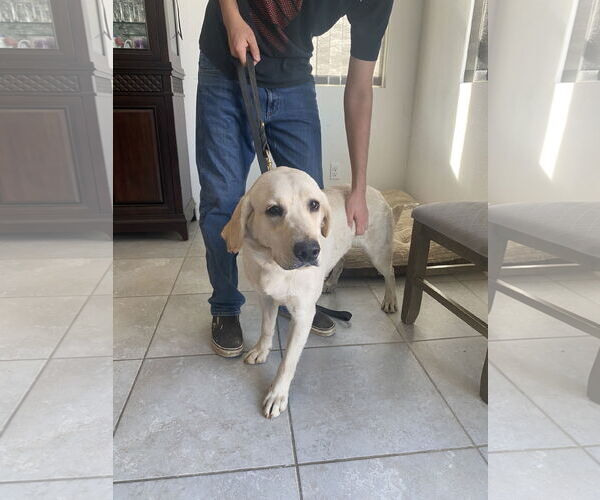 Medium Photo #1 Labrador Retriever Puppy For Sale in San Diego, CA, USA