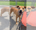 Small #1 Mountain Cur Mix