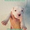 Small Photo #231 Dogo Argentino Puppy For Sale in PINEVILLE, MO, USA