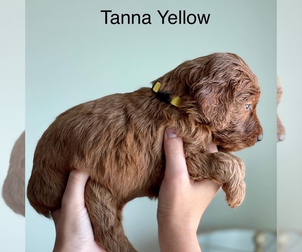 Medium Photo #18 Goldendoodle Puppy For Sale in KISSIMMEE, FL, USA