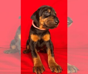 Doberman Pinscher Puppy for sale in MAPLE VALLEY, WA, USA