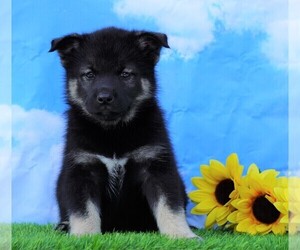 Norwegian Elkhound-Siberian Husky Mix Puppy for sale in FREDERICKSBG, OH, USA
