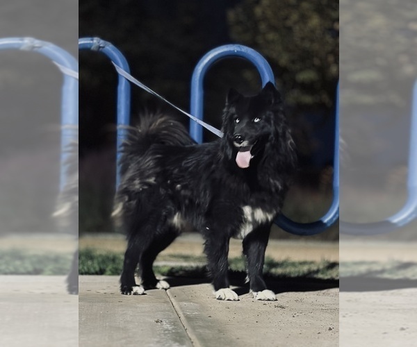 Medium Photo #1 Siberian Husky Puppy For Sale in HEMET, CA, USA