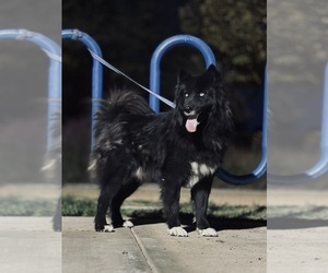 Father of the Siberian Husky puppies born on 03/05/2026