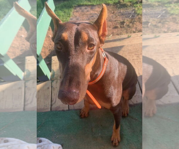 Medium Photo #3 Doberman Pinscher Puppy For Sale in Buffalo, MN, USA