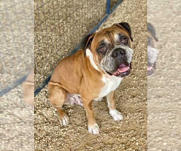 Medium Photo #1 Boxer Puppy For Sale in Austin, TX, USA
