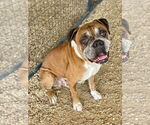 Small Boxer
