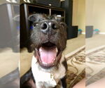 Small #5 American Staffordshire Terrier Mix