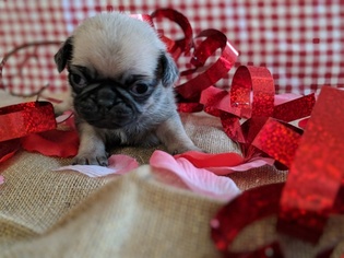 Pug Puppy for sale in GREENFIELD, MO, USA