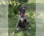 Small #2 Great Dane