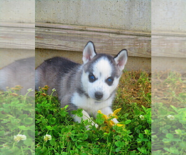 Medium Photo #1 Siberian Husky Puppy For Sale in SHILOH, OH, USA