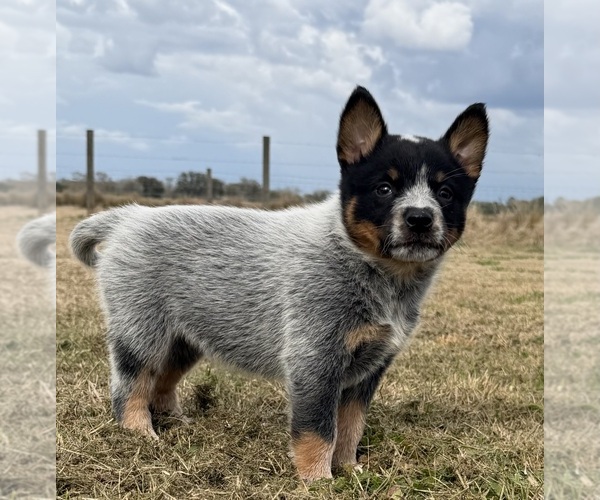 Medium Photo #5 Australian Cattle Dog Puppy For Sale in ZOLFO SPRINGS, FL, USA